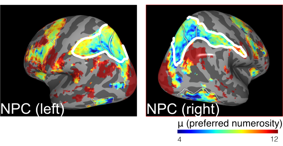 
<em>Numerical receptive field models</em> measure to which numbers different
patches of cortex are most responsive. It turns out that neurons in parietal
cortex are sensitive to different numbers (<em>number parietal cortex, NPC</em>).
Hence, they are a good target reason
when one is interested in the neural representations that humans are using
during economic decisions.
